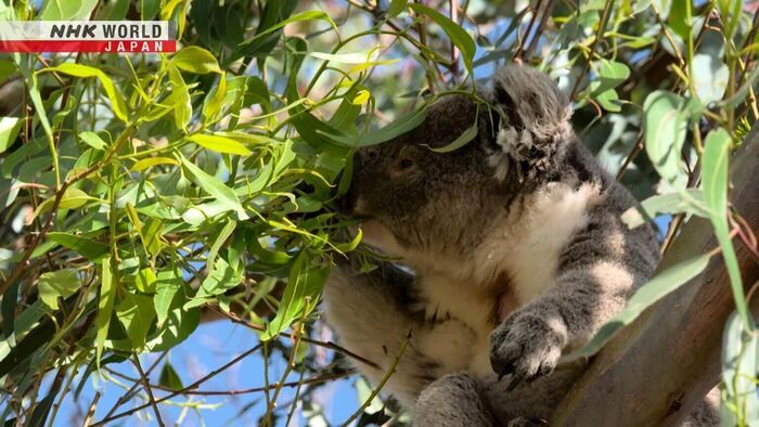 Deadly Fires Threaten Australia's Wildlife