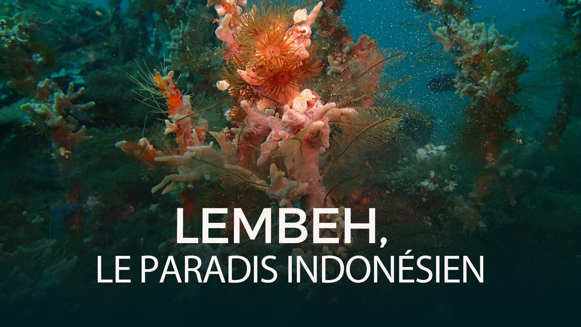 Lembeh, le paradis indonésien