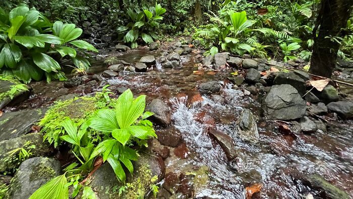 Guadeloupe, l'archipel des ouassous