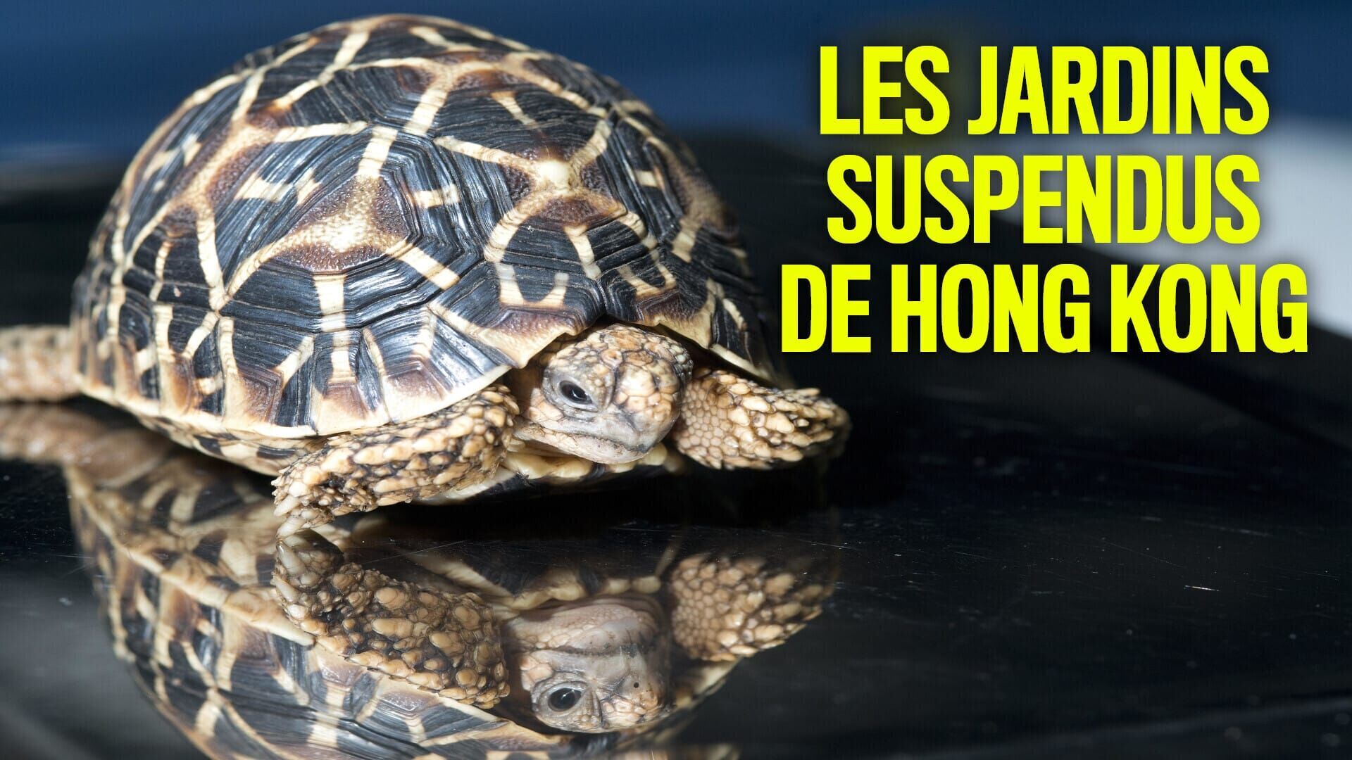 Les gardiens de la Terre