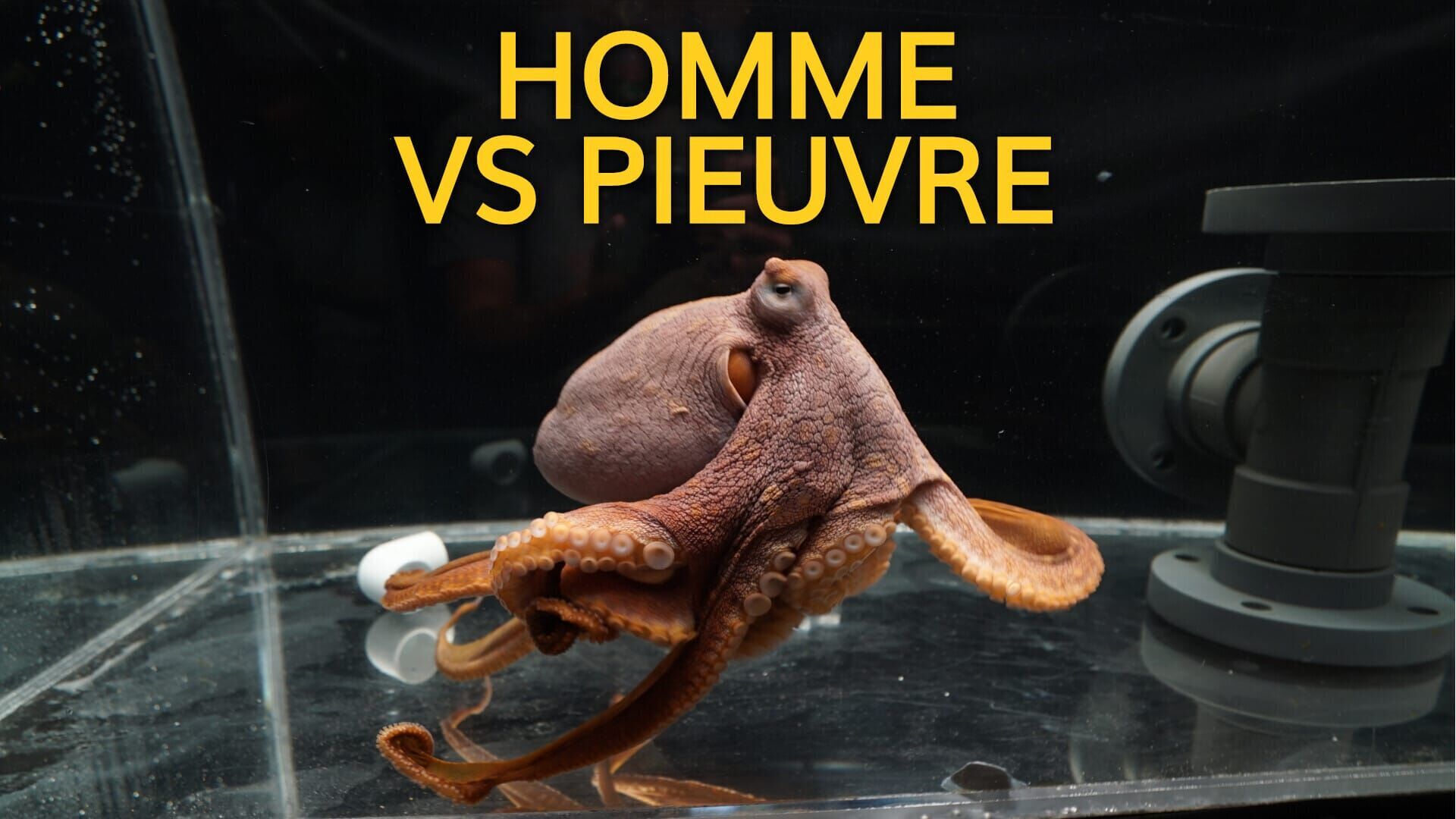 Homme vs pieuvre
