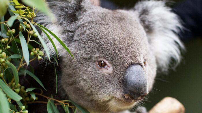 Koalas en danger