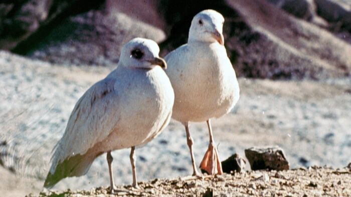 Jonathan Livingston Le Goéland