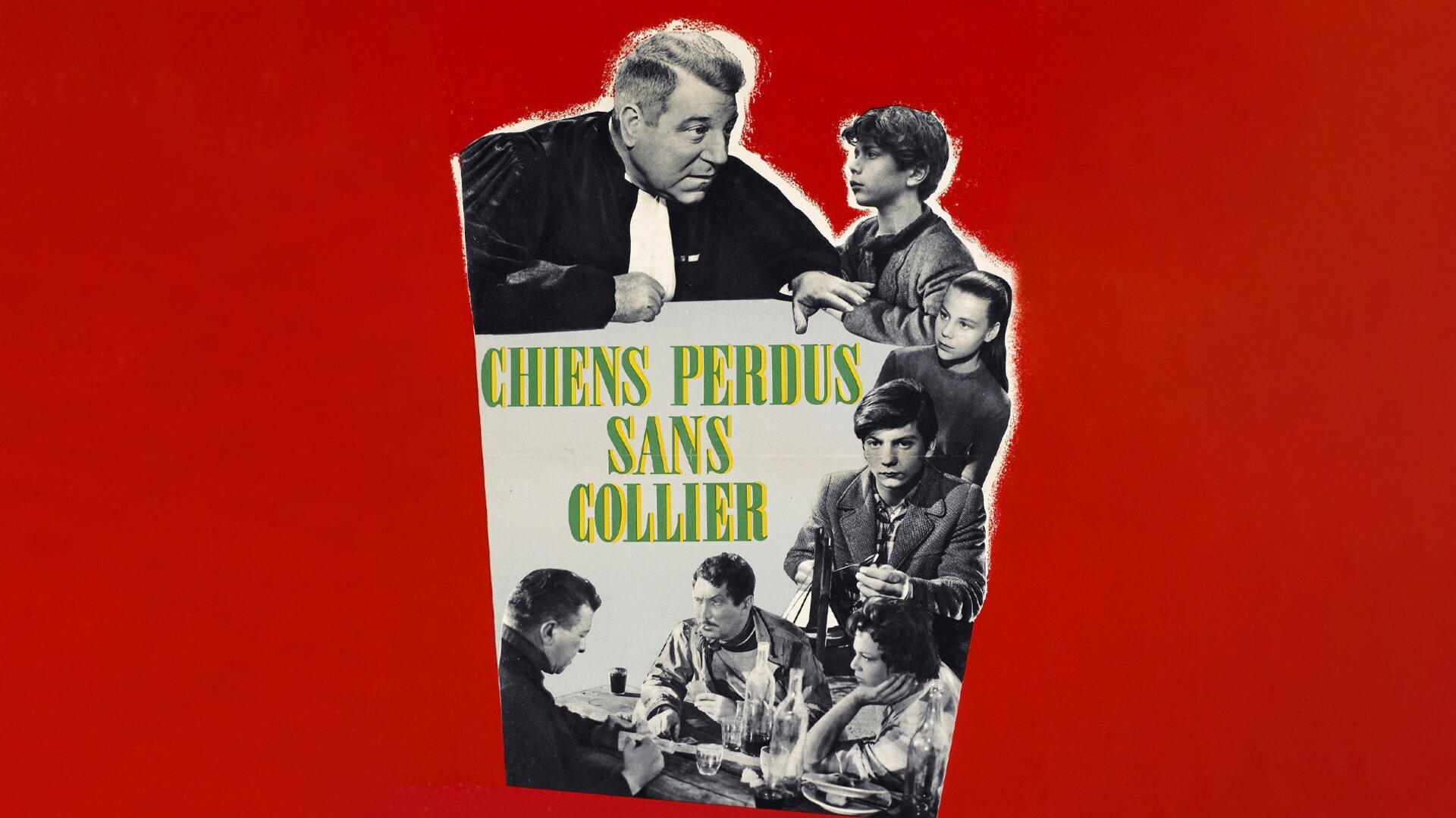Chiens perdus sans collier