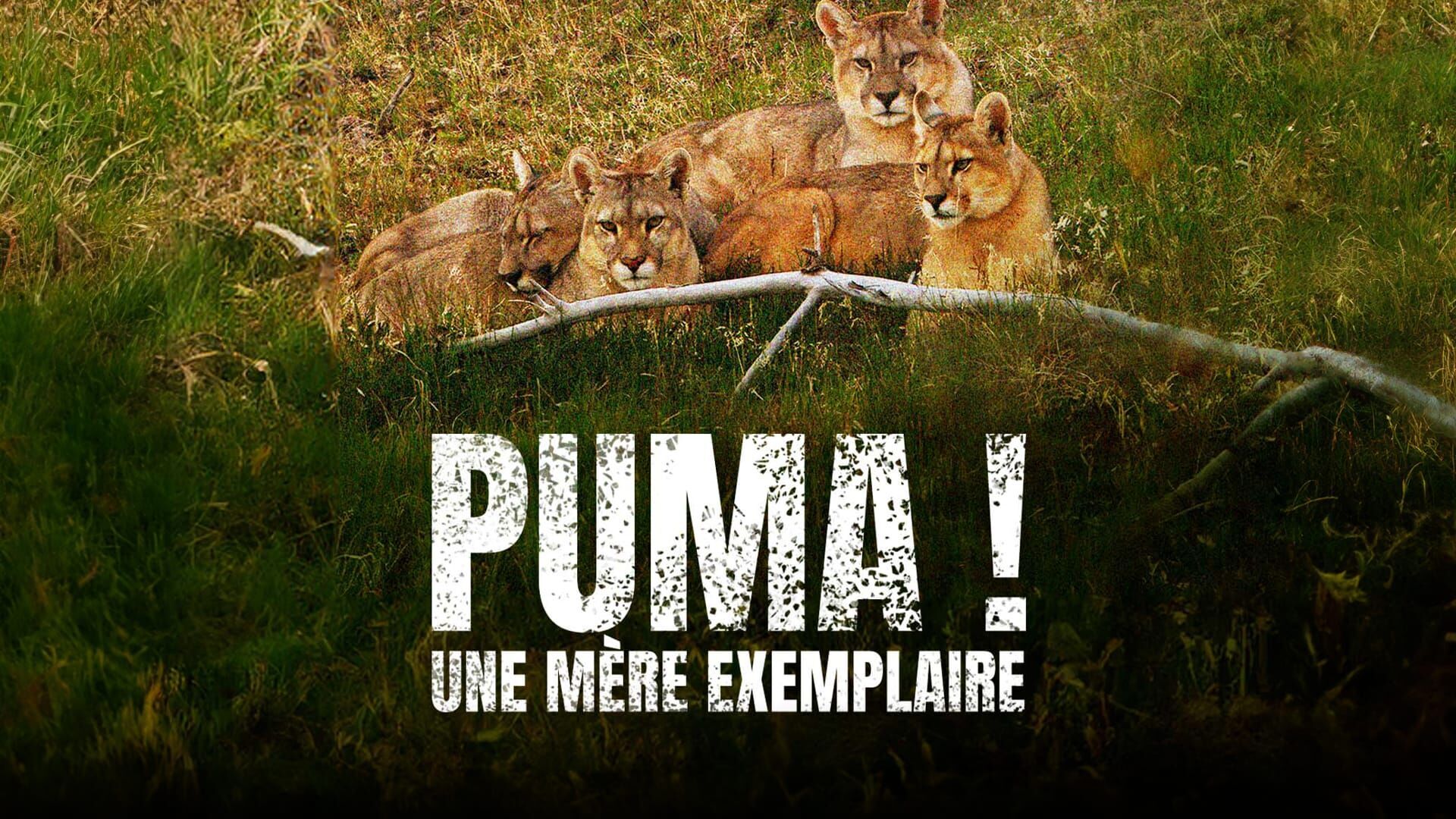 Puma, lion des Andes