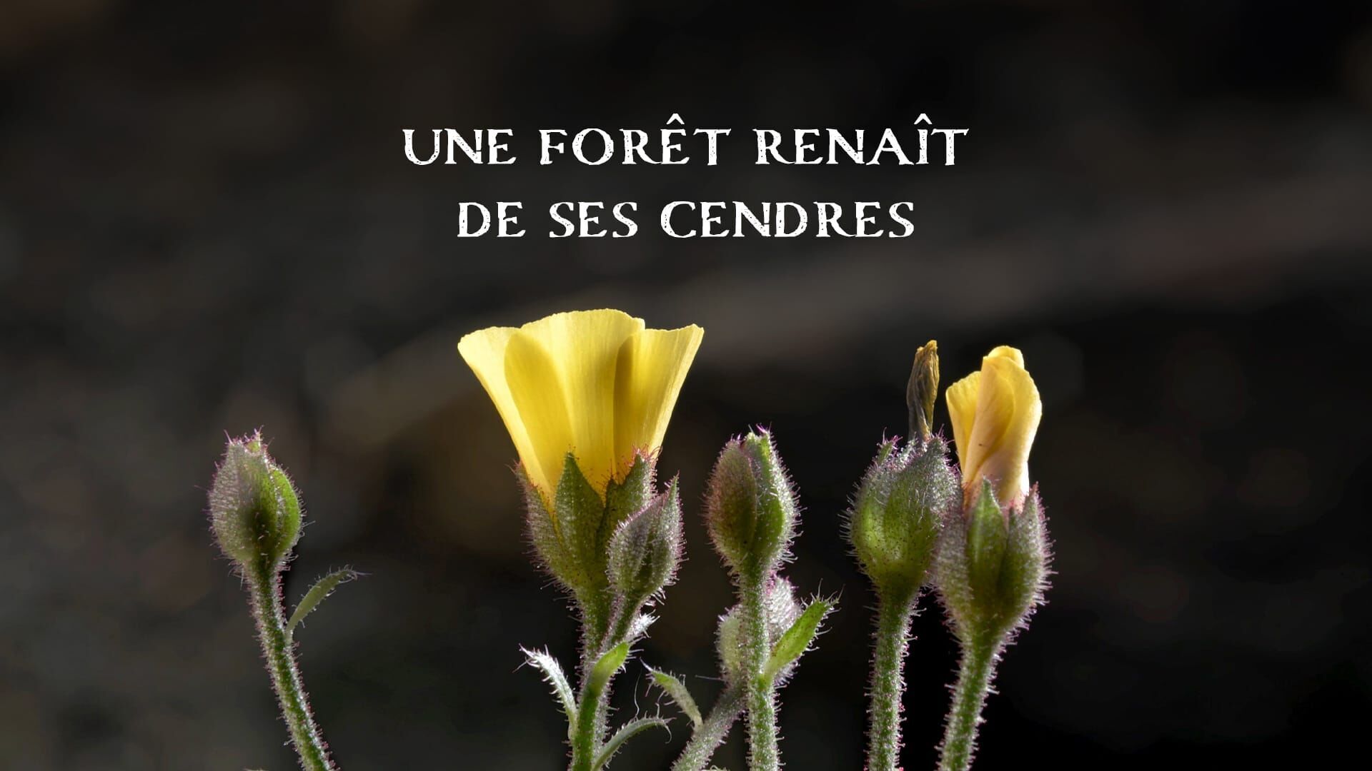 Une forêt renaît de ses cendres