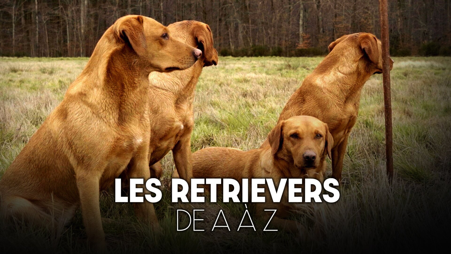 Les retrievers de A à Z