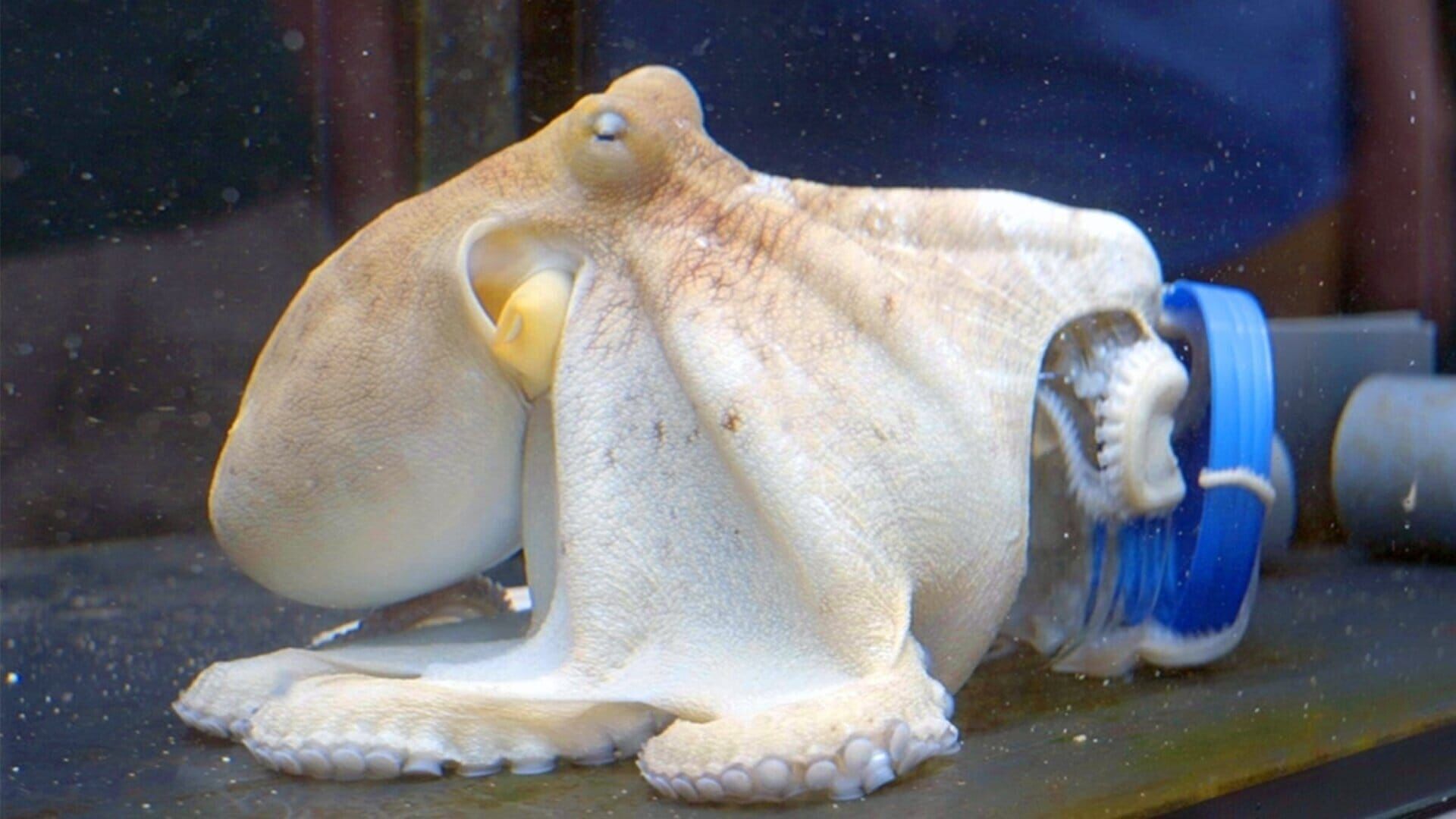 Octopus Under Threat - Searching for Clues Around the Mediterranean