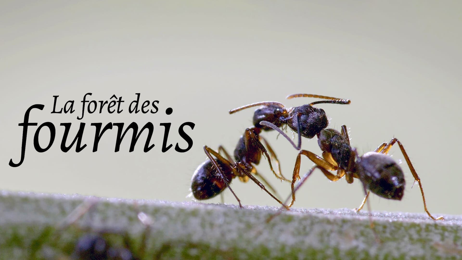 La forêt des fourmis