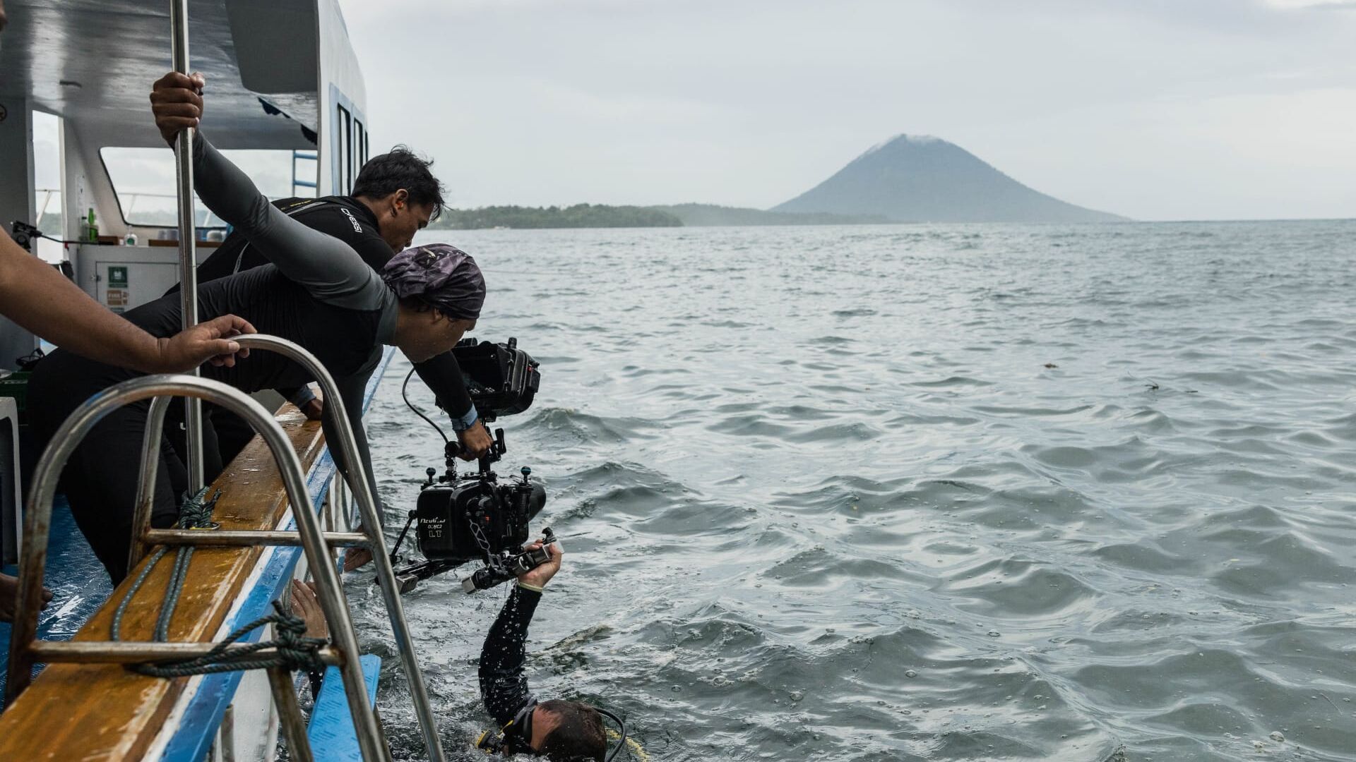 Des animaux connectés