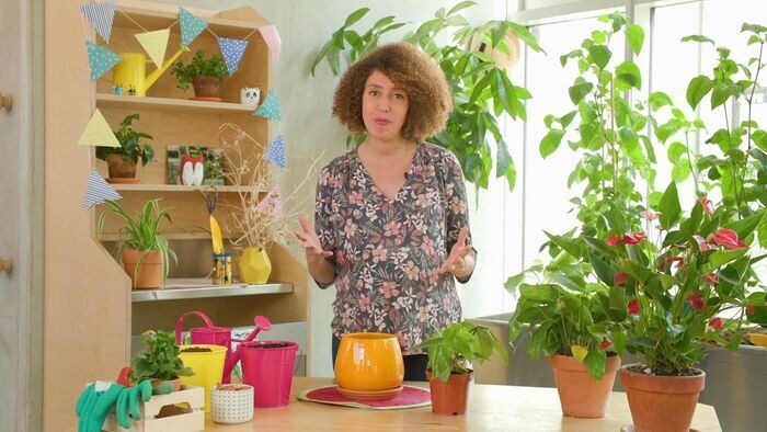Rempoter une plante d'intérieur
