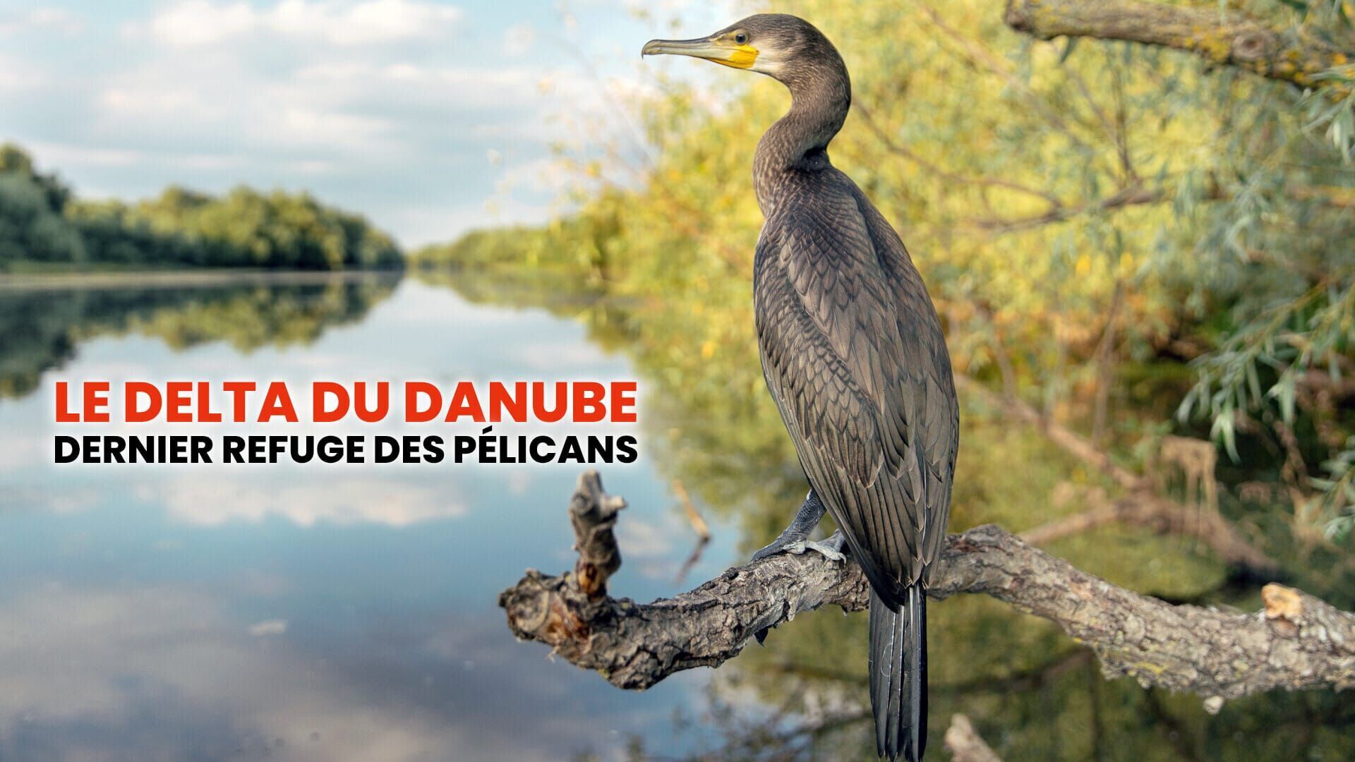 Le delta du Danube, dernier refuge des pélicans