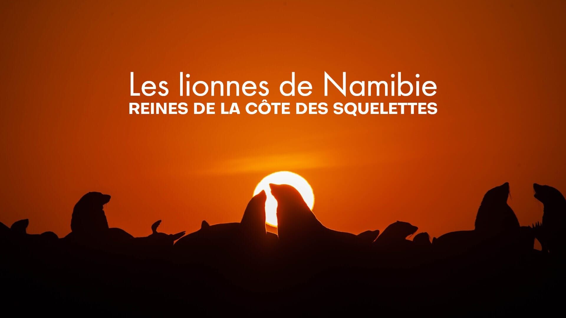 Les lionnes de Namibie : Reines de la côte des Squelettes