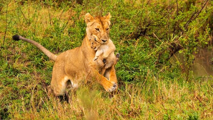 Devenir lion
