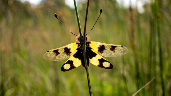 Les papillons