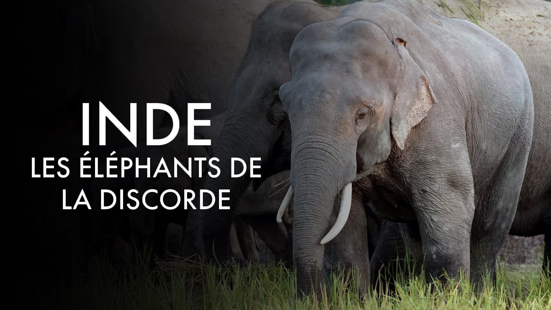 Inde, les éléphants de la discorde