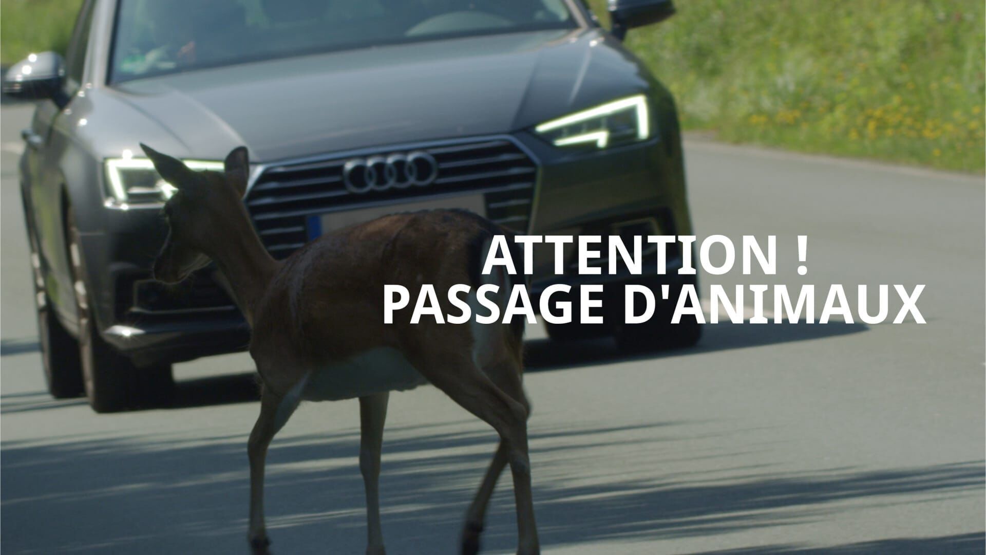 Attention ! Passage d'animaux : Quand la faune croise nos routes