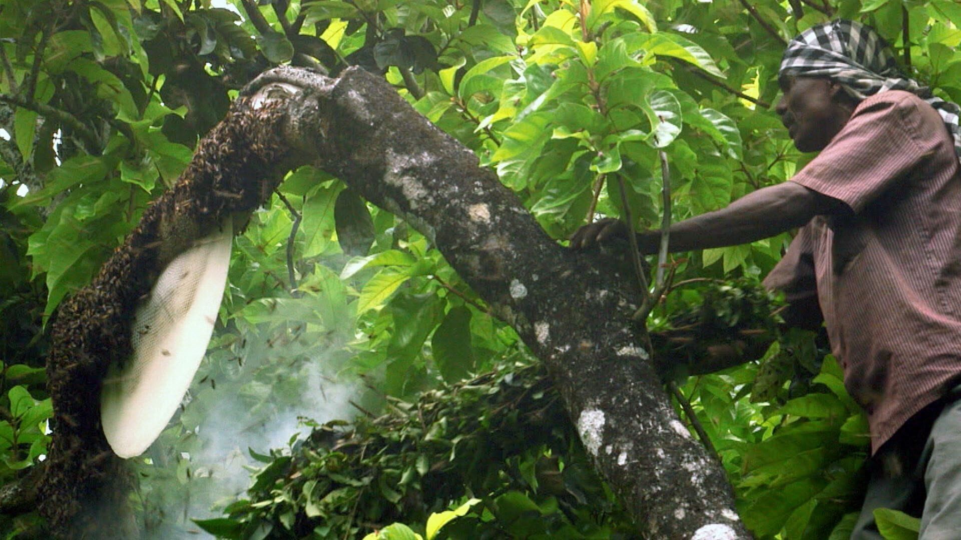 Inde, le miel des montagnes bleues