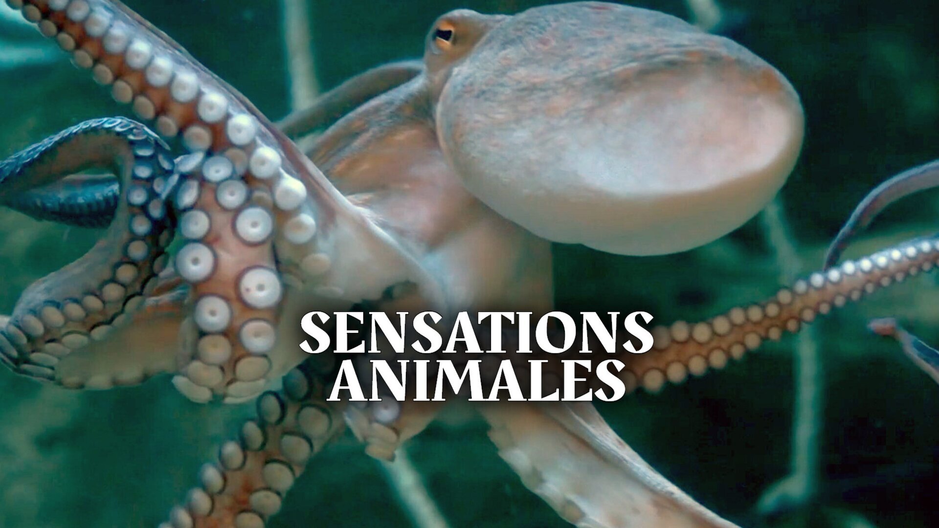 A l'affût des vibrations