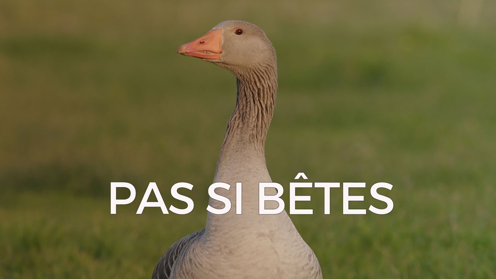 Les mystères de l'oie
