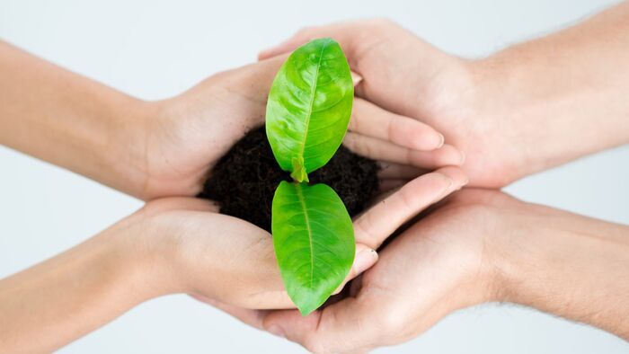 Spring the Wisdom of Herbs
