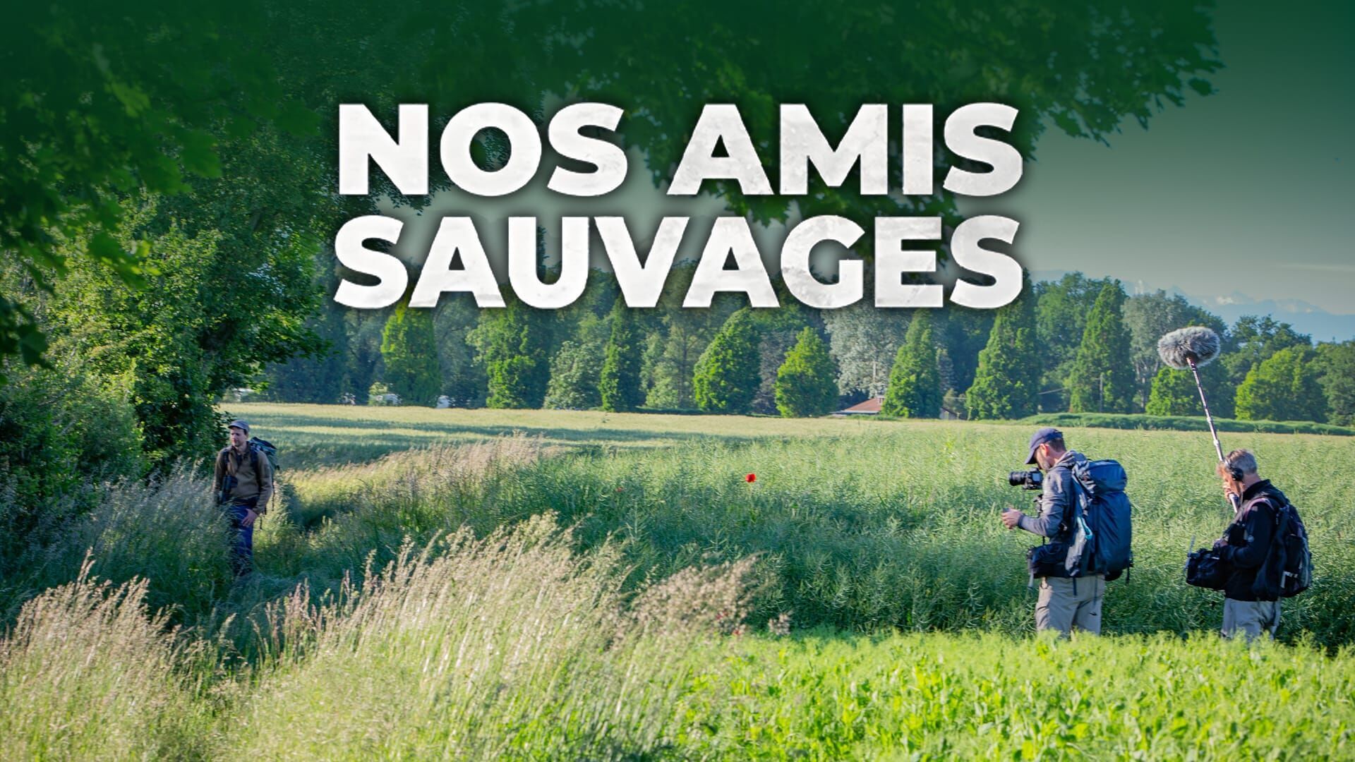 Lagopède, l'oiseau des neiges