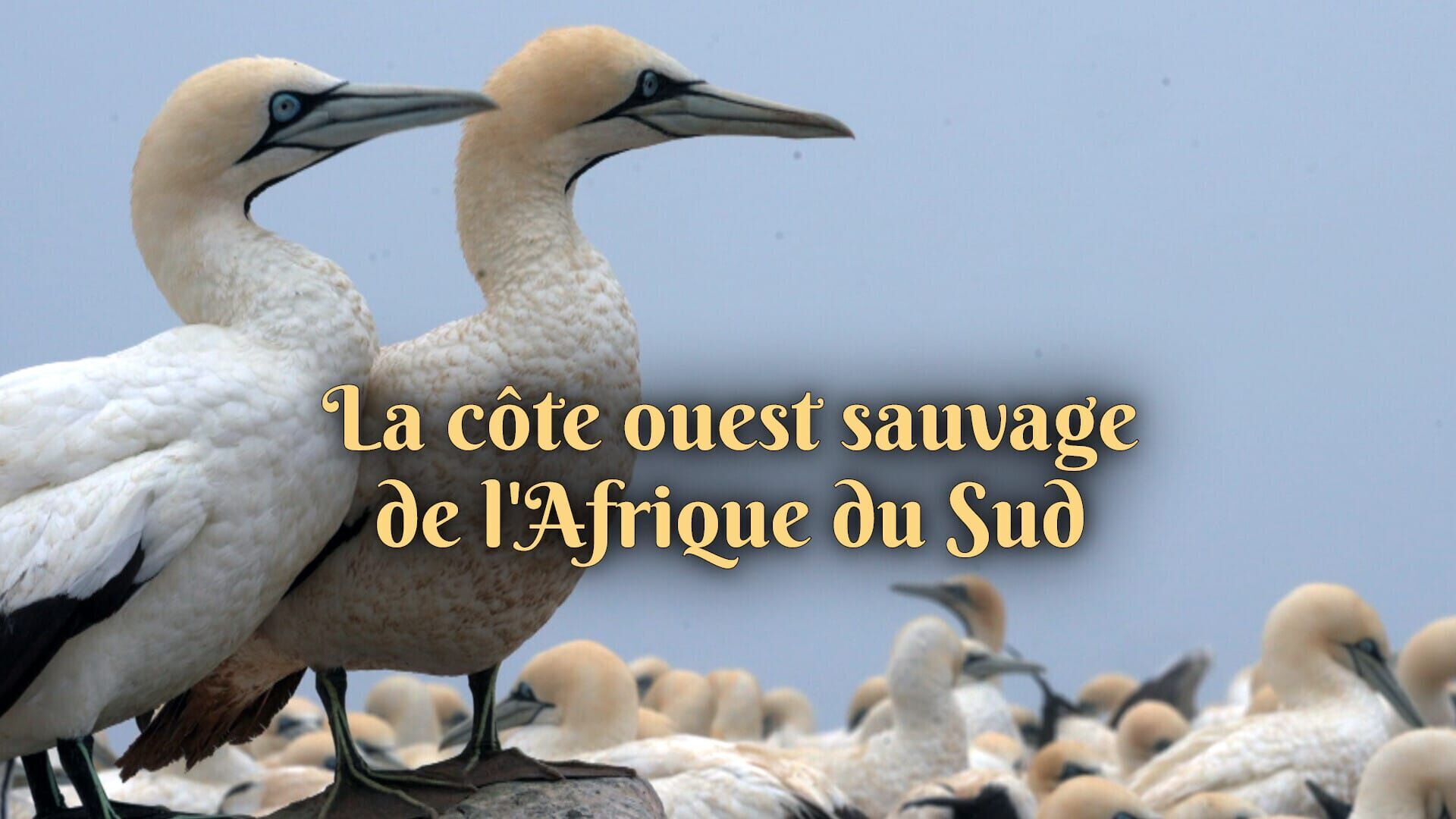 La côte ouest sauvage de l'Afrique du Sud