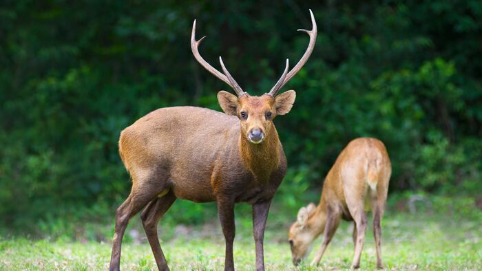 Chasse du cerf de virginie