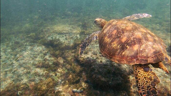 Galapagos au pays de Darwin