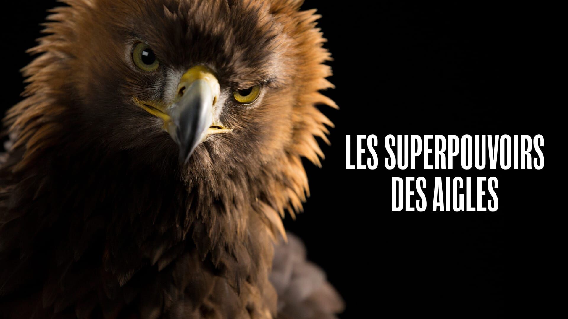 Les superpouvoirs des aigles