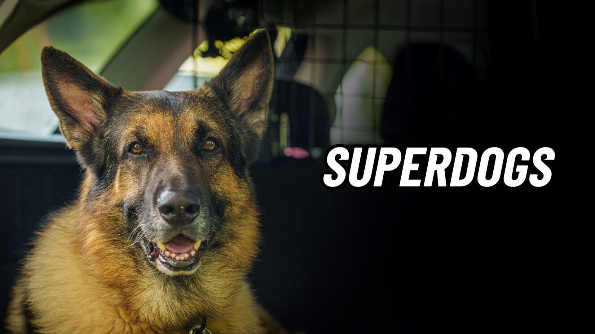 Super Dogs