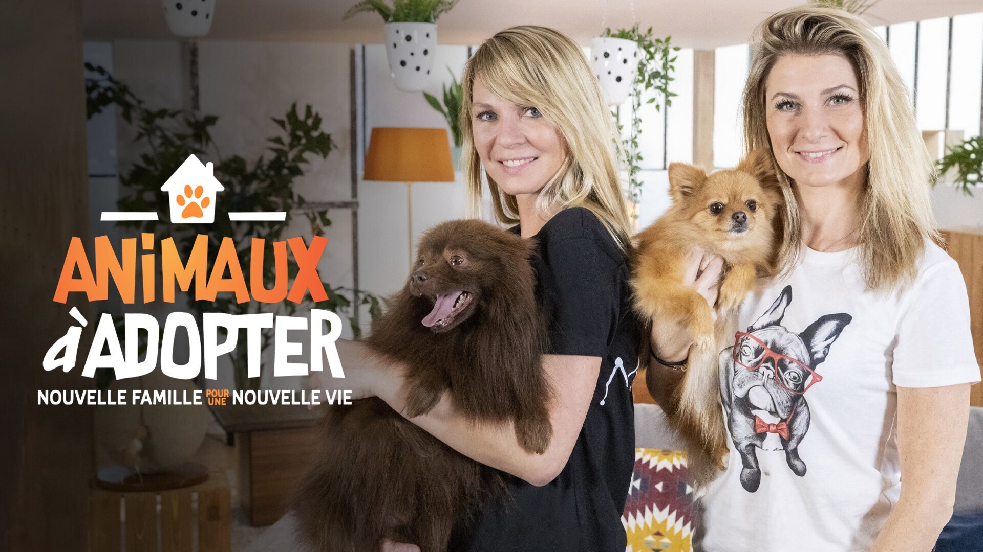 Gotan le husky, Pop's & Virgule les chatons