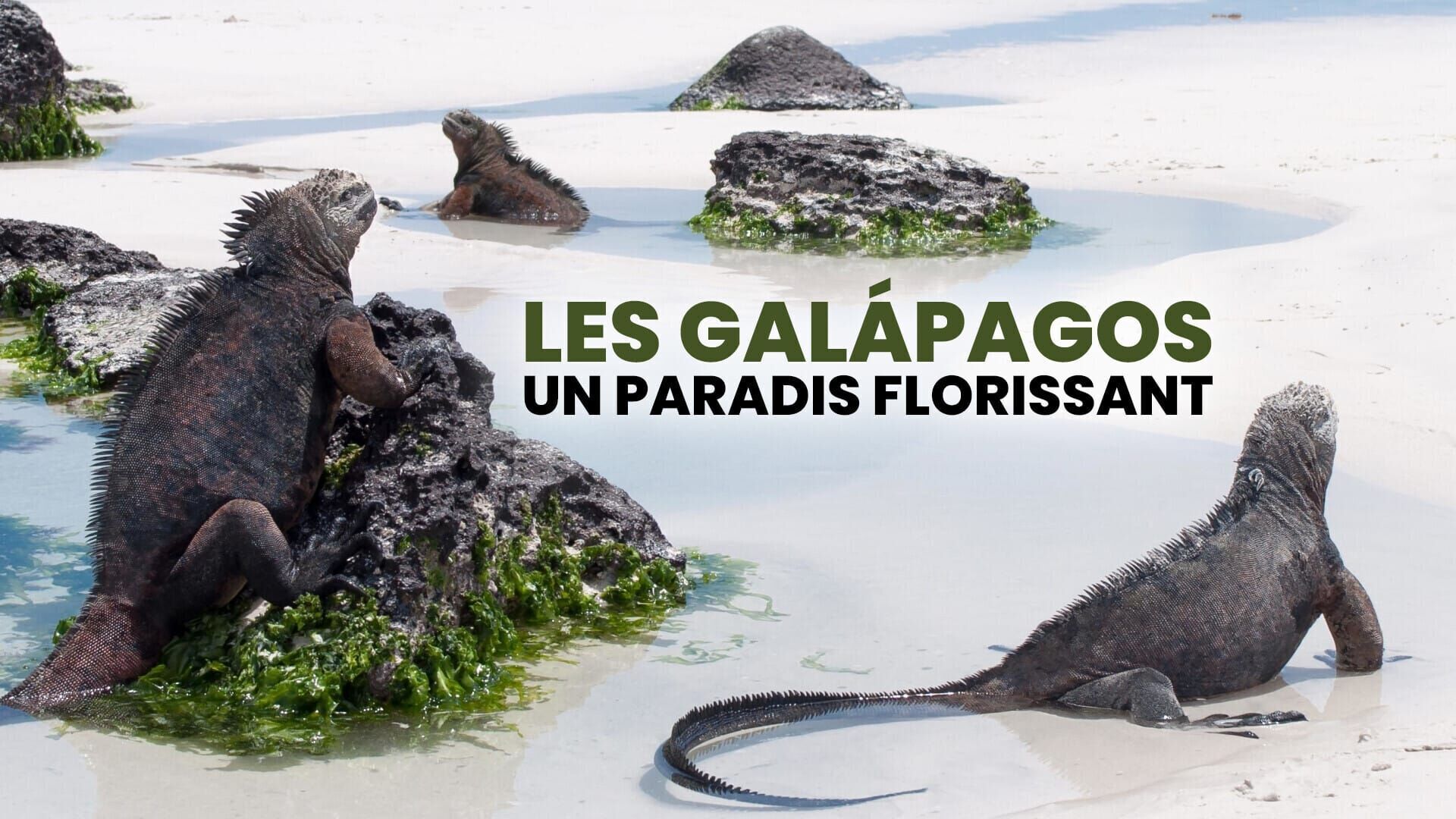 Les Galapagos