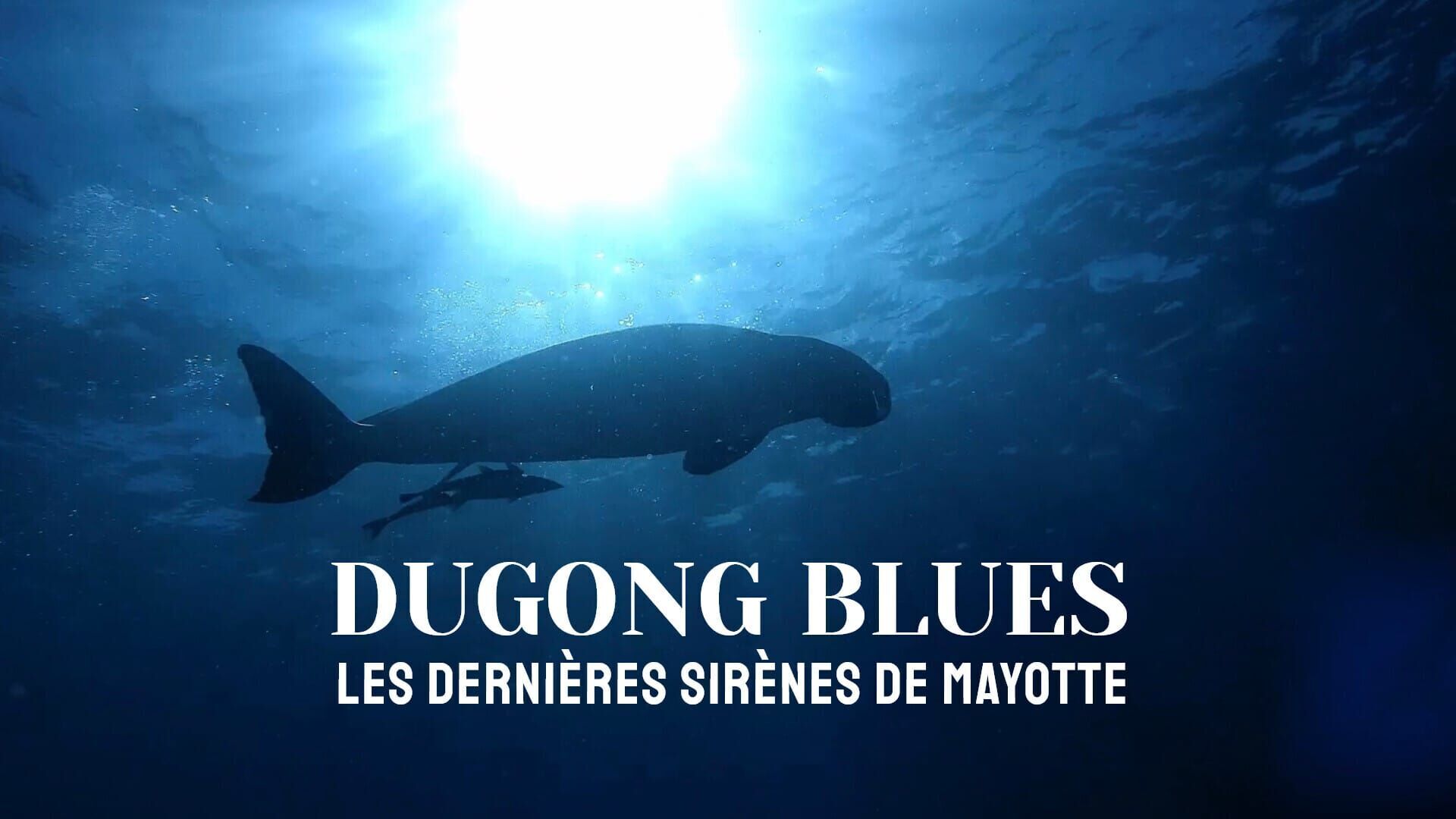Dugong blues, les dernières sirènes de Mayotte
