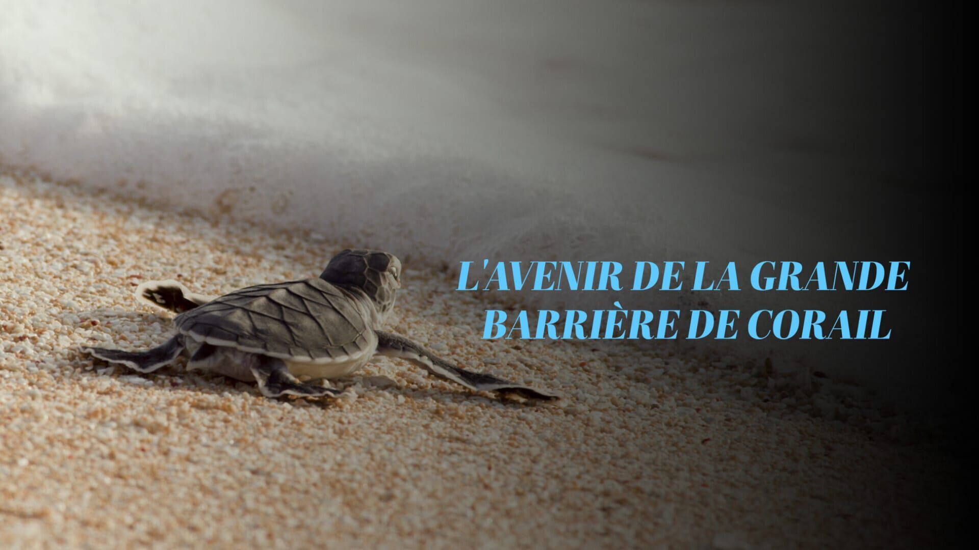 L'avenir de la Grande Barrière de corail