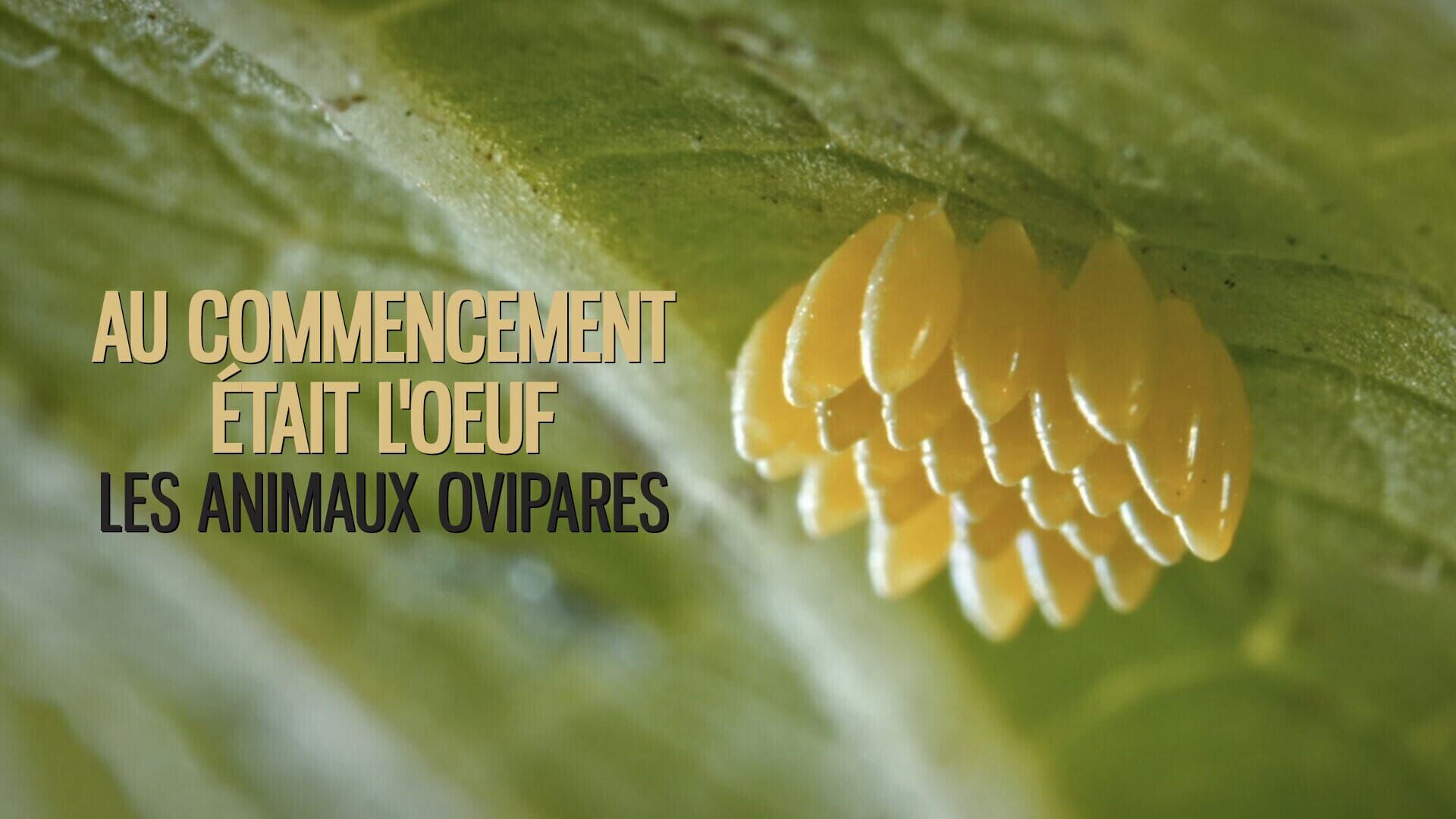 Au commencement était l'oeuf : les animaux ovipares