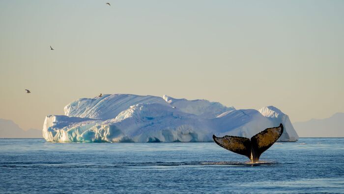 La baleine boréale