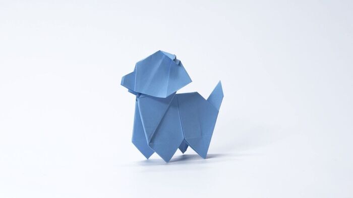Le petit chien