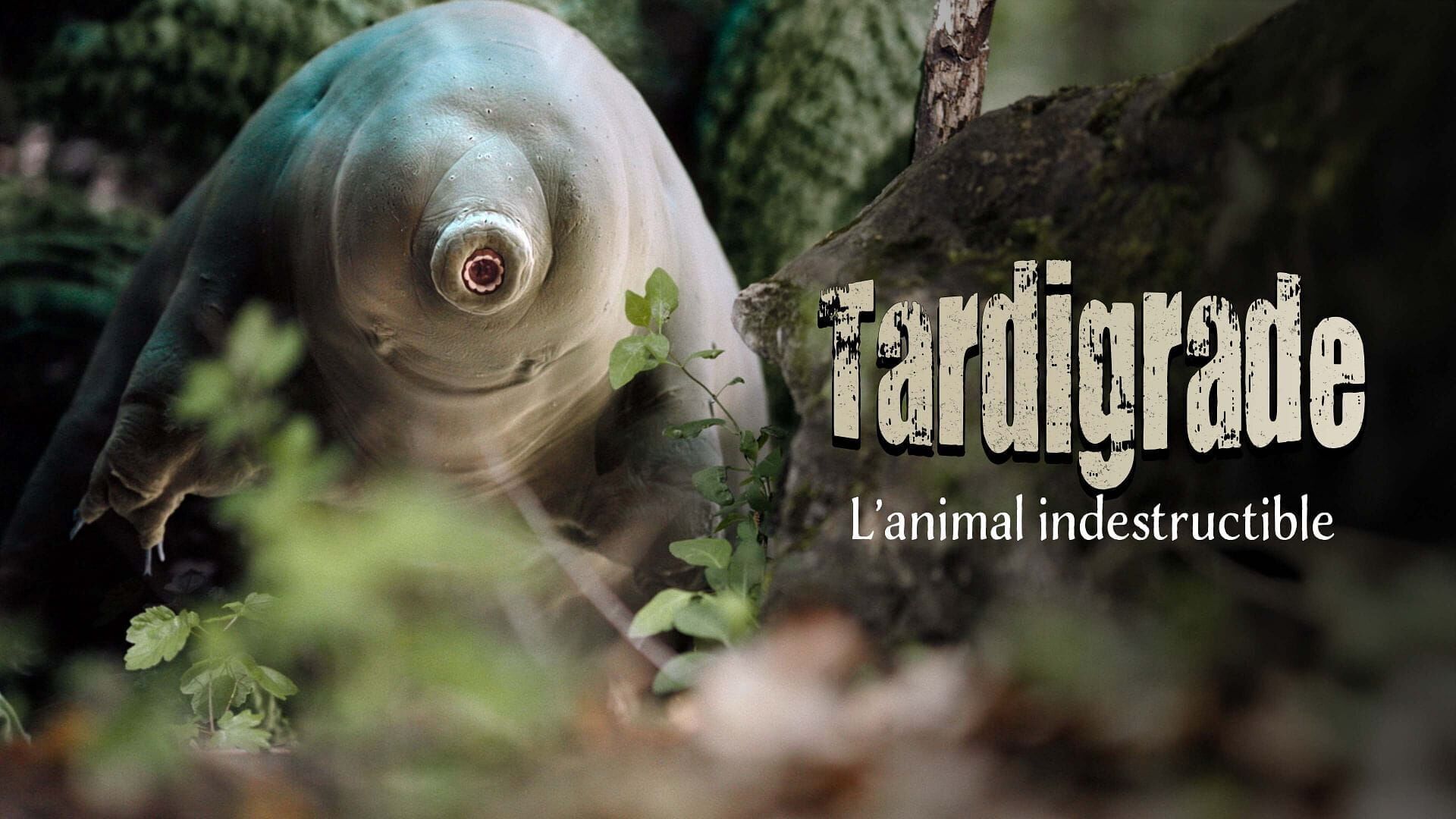 Tardigrade, l'animal indestructible