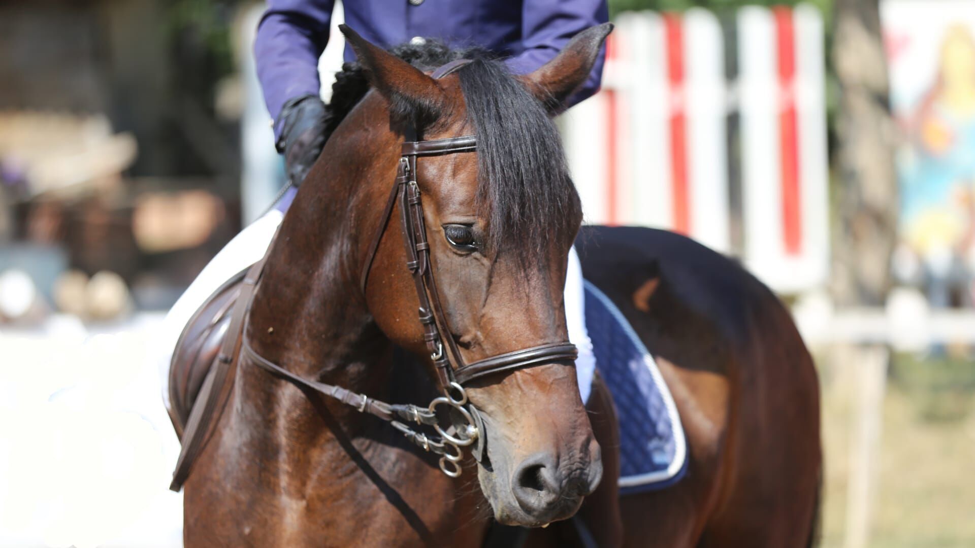 Equitation : Saut Hermès