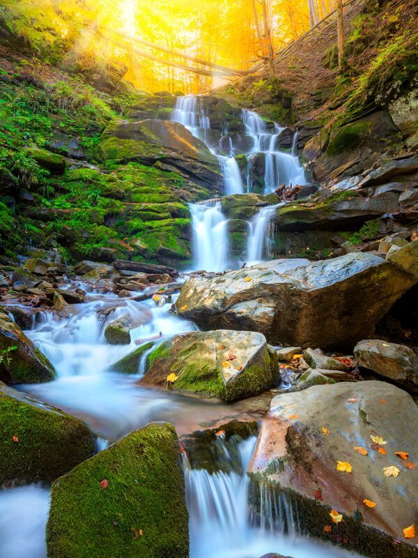 La forêt des chênes centenaires