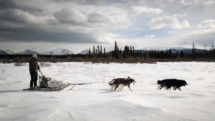 Le fleuve Yukon (Canada/Etats-Unis)