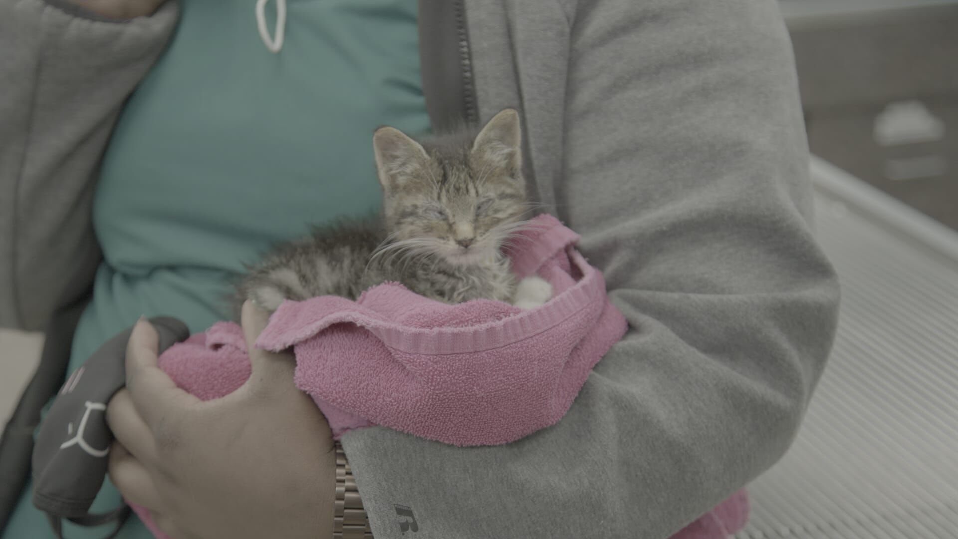 La chèvre comédienne