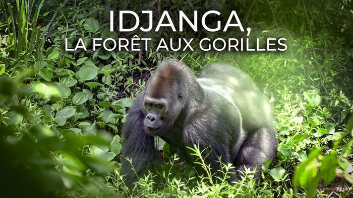 Idjanga, la forêt aux gorilles