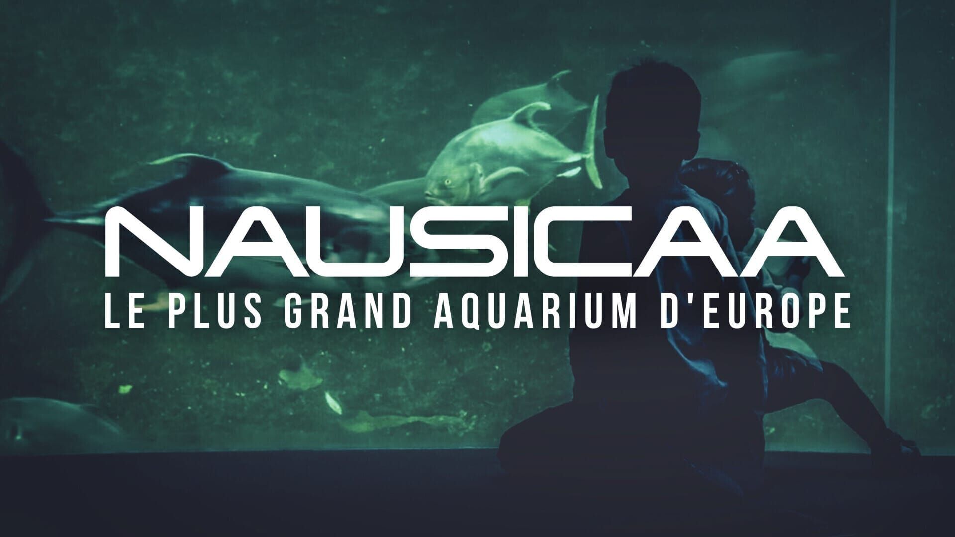 Nausicaá, le plus grand aquarium d'Europe
