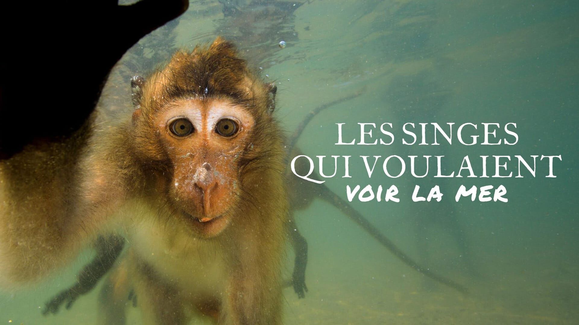 Les singes qui voulaient voir la mer