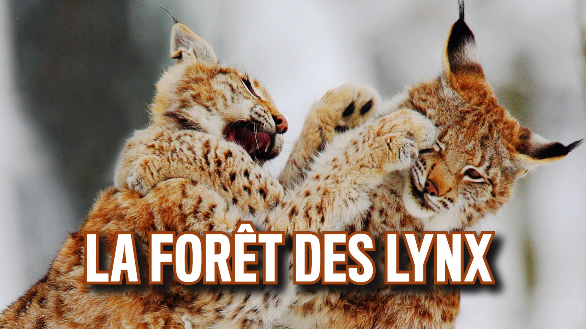 La forêt des lynx