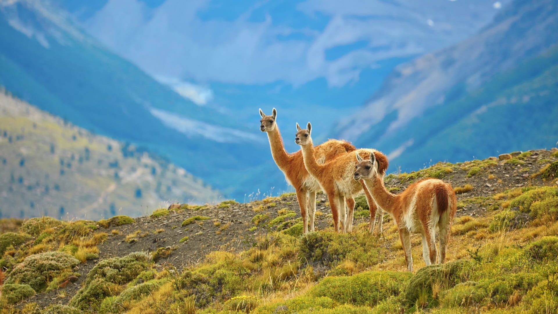 Les guanacos