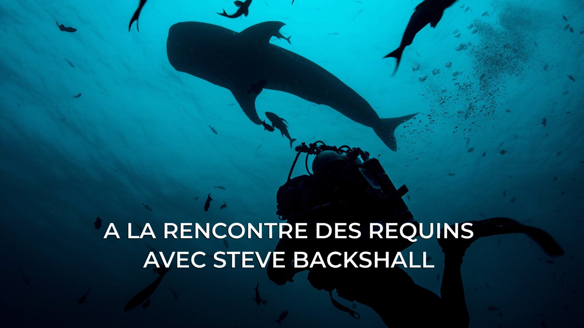 A la rencontre des requins avec Steve Backshall