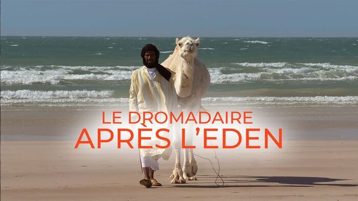 Le dromadaire après l'Eden